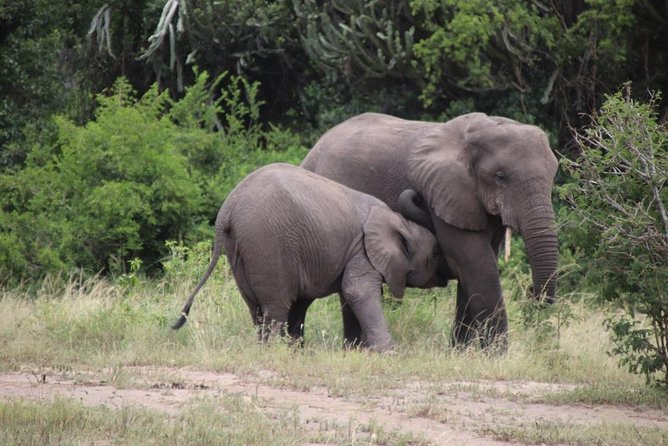5 Day Gorillas, Wildlife and Kalinzu Forest Chimp Trek - How difficult is the trip?