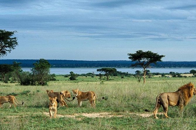 5-Day Murchison Falls, Budongo Chimps, Wildlife Big 5 Safari - Day 2: Rhinos at Zziwa before Murchison Falls
