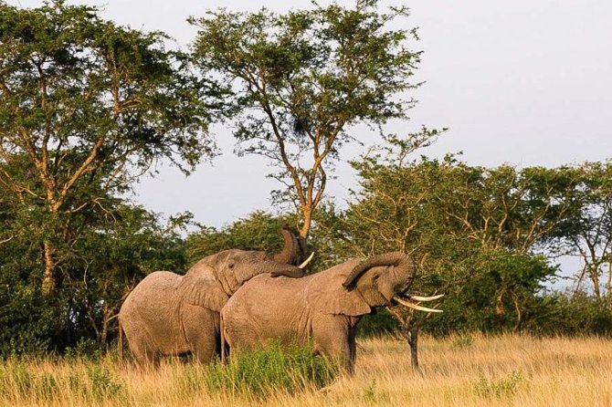 5-Day Pearl of Africa Chimps and Gorilla Trekking Safari - What this five-day Uganda safari actually covers
