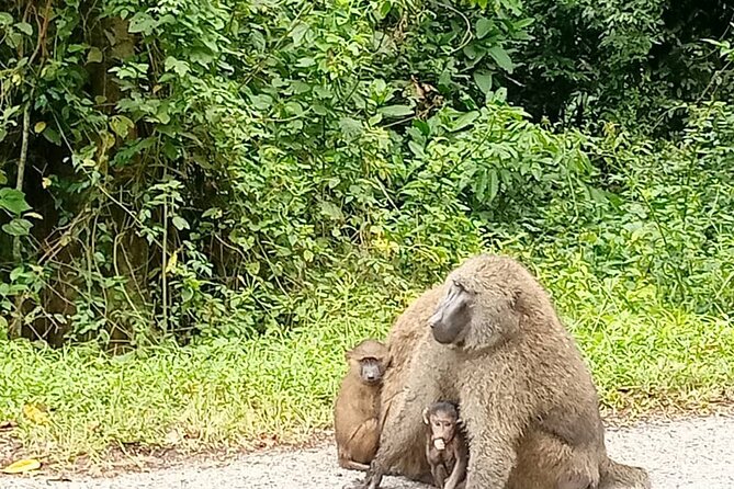 5 days best wildlife experience in Uganda - Day 1: Fort Portal, Amabere Caves, and crater-lake views