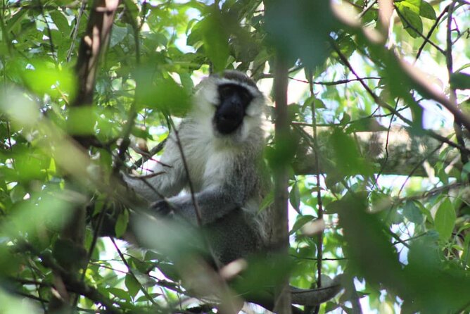 5 days best wildlife experience in Uganda - Day 4 morning: The Kasenyi trail game drive