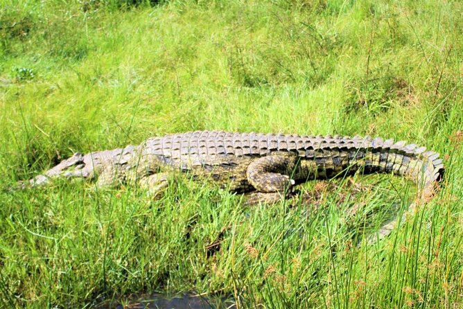 5 days best wildlife experience in Uganda - Day 5: The long return to Kampala