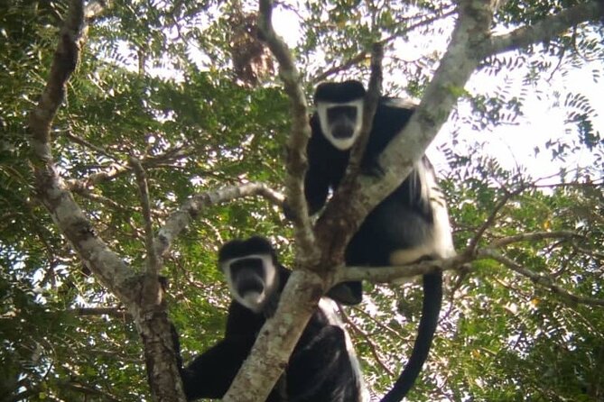 5 days best wildlife experience in Uganda - Day 2 afternoon: Birds and community scenery at Bigodi