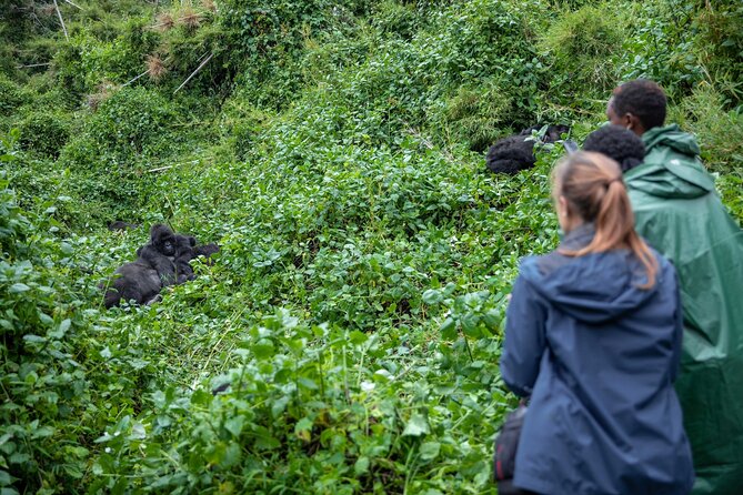 5 Days Gorilla and Chimpanzee Trekking in Uganda - Key points at a glance