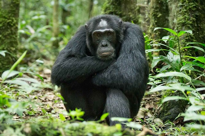 5 Days Gorilla and Chimpanzee Trekking in Uganda - Day three: the long move to Bwindi