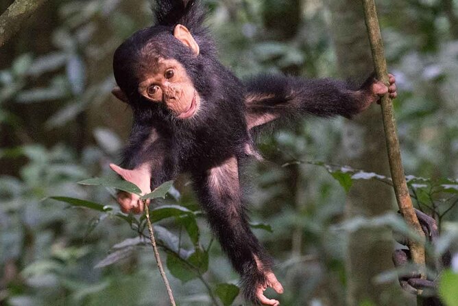 5 Days Gorilla and Chimpanzee Trekking in Uganda - Guides, pace, and the practical side of the trip