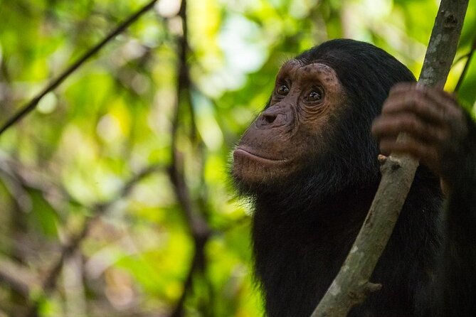 5 Days Gorilla and Chimpanzee Trekking in Uganda - Day one: Kampala to Kibale through Fort Portal