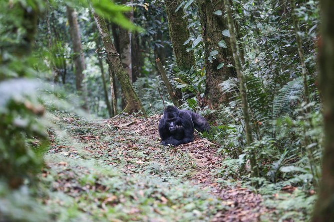 5 Days Gorilla Safari Uganda - The gorilla trek in Bwindi Impenetrable National Park