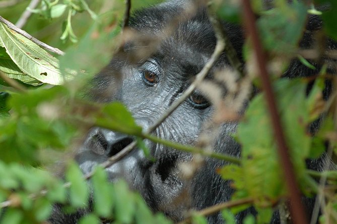 5 Days Gorilla Safari Uganda - Sleeping above Bwindi in Nkuringo