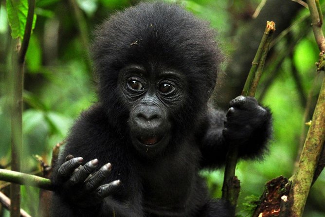 5 days gorilla & Wildlife safari in Uganda - Why this five-day Uganda safari works