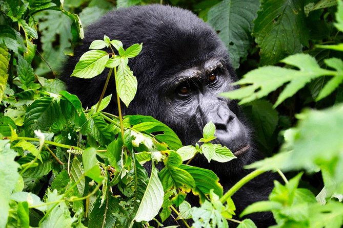 5 days gorilla & Wildlife safari in Uganda - Queen Elizabeth National Park and the Ishasha route