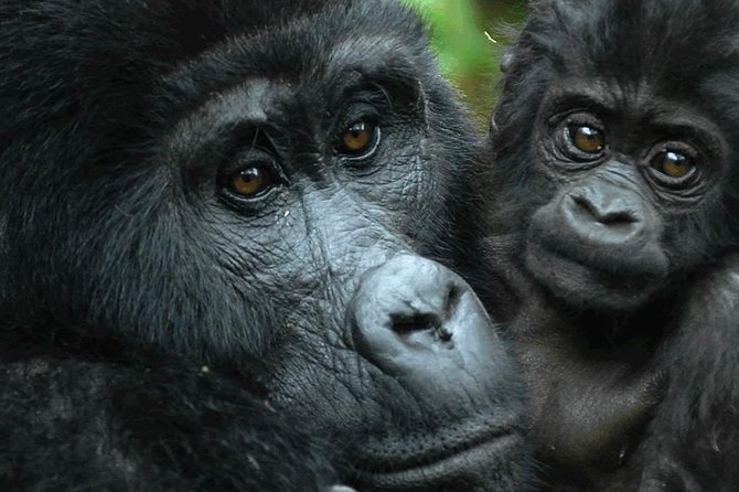 5 days gorilla & Wildlife safari in Uganda - Morning wildlife and the Kazinga Channel cruise