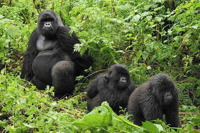5 days gorilla & Wildlife safari in Uganda - Chimpanzees in Kyambura Gorge