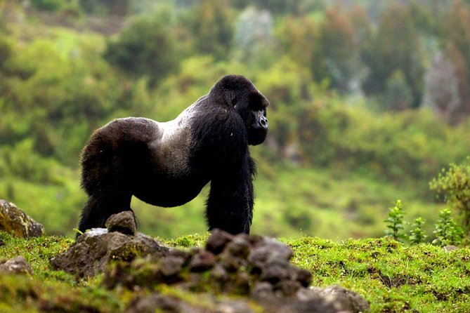 5 days gorilla & Wildlife safari in Uganda - Lodging, meals, and the private guide