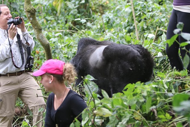 5 days gorilla & Wildlife safari in Uganda - Gorilla trekking in Bwindi Impenetrable Forest