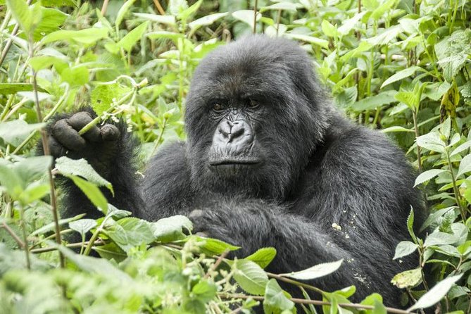 5 days gorillas and chimpanzee tracking - Why this Uganda safari works so well