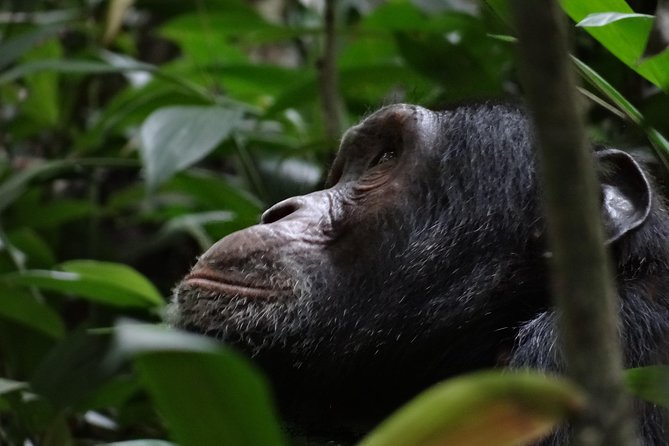 5 days gorillas and chimpanzee tracking - Crossing Queen Elizabeth National Park toward Bwindi