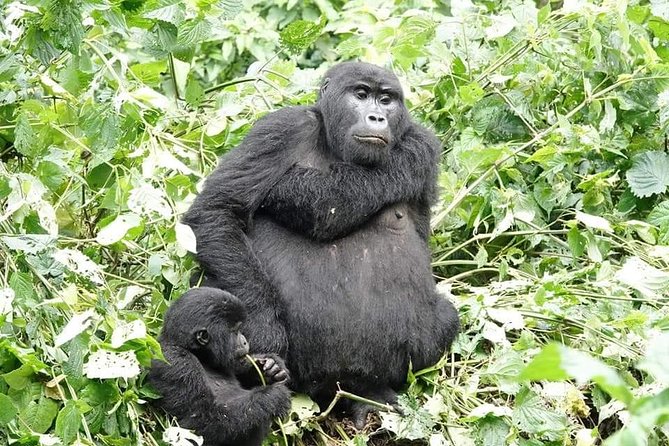 5 days gorillas and chimpanzee tracking - Day 5: Returning through Mbarara and the Equator