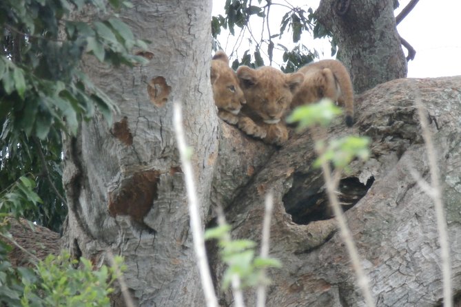 5 days gorillas and chimpanzee tracking - Private travel, group rules, and timing