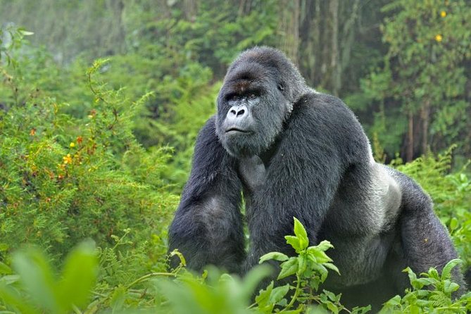 5 days gorillas and chimpanzee tracking - Day 2: Four hours tracking chimpanzees in Kibale