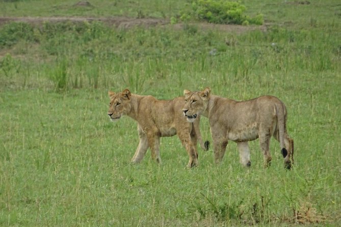 5 Days gorillas and Lion Tour in Uganda - Day 1: The long road to Queen Elizabeth National Park