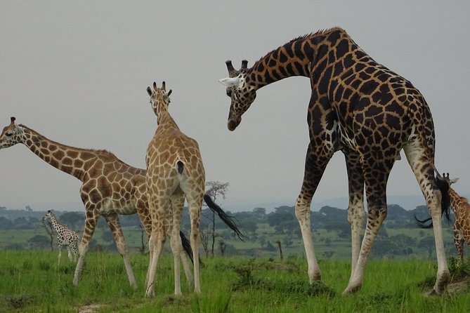5 Days gorillas and Lion Tour in Uganda - Day 5: Returning to Kampala by road