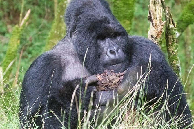 5 Days Uganda Gorilla, Chimpanzee and Wildlife Safari - Why this five-day route works