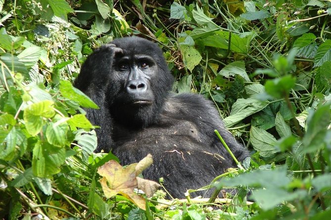 6 Day Gorilla tracking and Wildlife Safari - Why six days works, and where it feels rushed