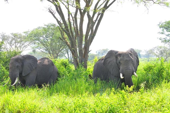 6 Day Gorilla tracking and Wildlife Safari - Day 6: Returning to Entebbe for your flight