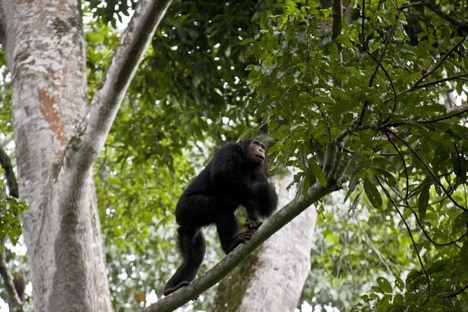 6 Day Gorilla tracking and Wildlife Safari - What the $3,370.47 price really buys