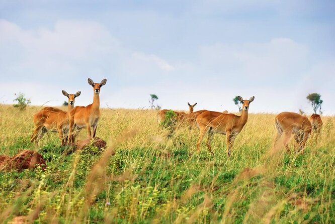 6 Day Gorillas, Golden Monkeys and Chimp Trek at Kibale - Three primate encounters in one tightly planned safari