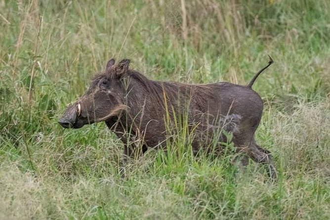 6 Day Gorillas, Golden Monkeys and Chimp Trek at Kibale - Day 3: Kasenyi plains and the road to Bwindi