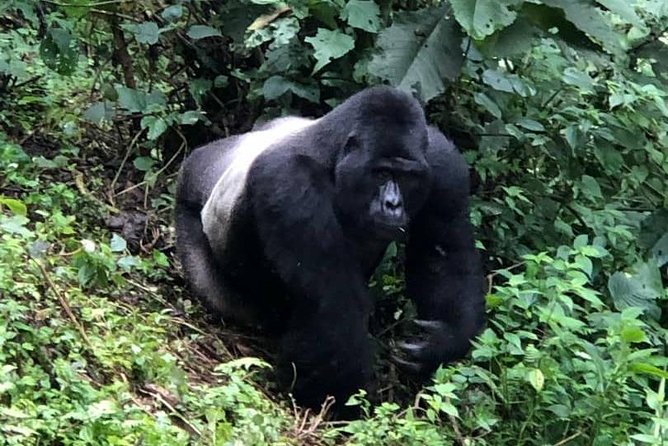 6 Day Gorillas, Golden Monkeys and Chimp Trek at Kibale - What the private format adds