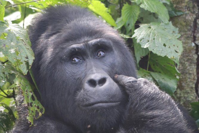 6 Day Gorillas, Golden Monkeys and Chimp Trek at Kibale - Day 1: Kampala or Entebbe to Kibale