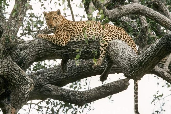 6-Day Murchison Falls and Kidepo NP Wildlife Safari - Why Murchison Falls and Kidepo make a strong pairing