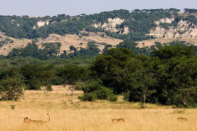 6-Day Murchison Falls, Chimp Trekking and Big Game Combo - Day 1: Zziwa rhinos before Murchison Falls