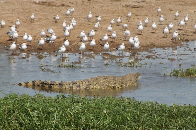 6-Day Queen Elizabeth and Mburo Luxury Safari - Why this six-day route works