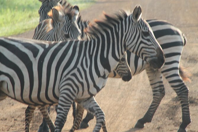 6-Day Queen Elizabeth and Mburo Luxury Safari - Day 3: Game drive and the Kazinga Channel