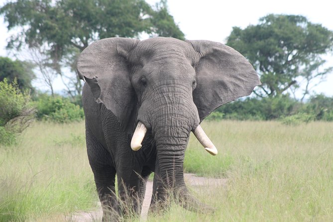 6-Day Queen Elizabeth and Mburo Luxury Safari - Day 5: A safari walk and the return toward Entebbe