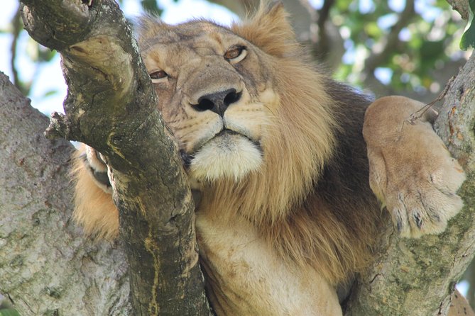 6-Day Queen Elizabeth and Mburo Luxury Safari - Day 6: Time in Entebbe before departure