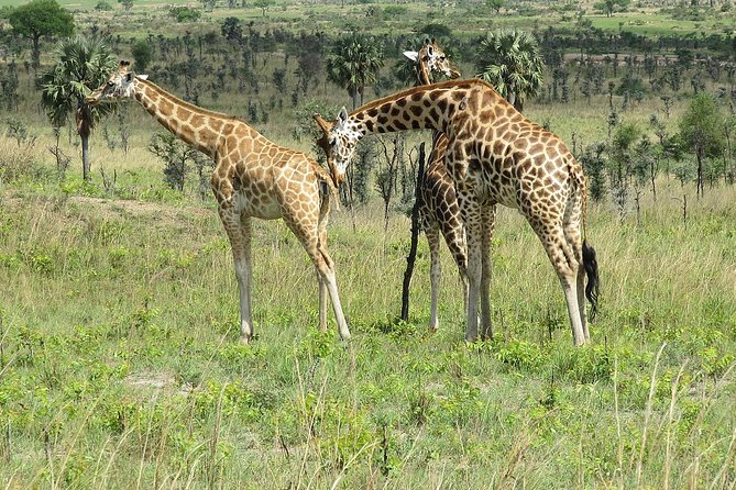 6 Days Chimps, Gorillas & Murchison Falls Africa's Big Five Experience Safari - What makes this Uganda safari worth a close look