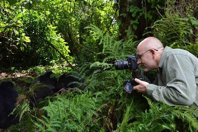 6 Days Chimps, Gorillas & Murchison Falls Africa's Big Five Experience Safari - Day 5: The gorilla trek in Bwindi