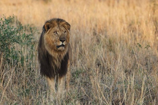 6 Days Chimps, Gorillas & Murchison Falls Africa's Big Five Experience Safari - Guides, meals, and the private-tour advantage