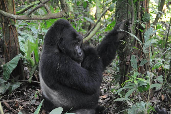 6 Days Chimps, Gorillas & Murchison Falls Africa's Big Five Experience Safari - Day 1: Murchison Falls, rhinos, and the Nile’s narrowest rush
