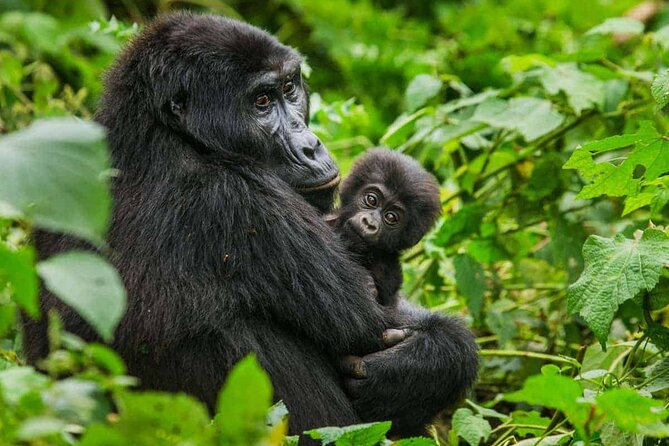 6 Days Uganda Gorilla, Chimps Trekking and Wildlife Safari - The five details that shape this safari