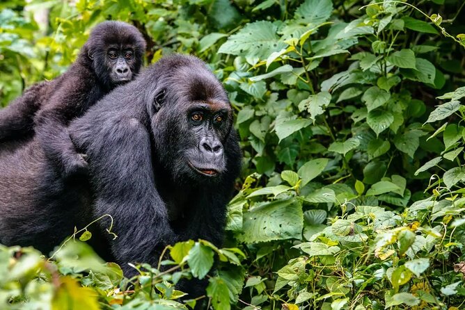 6 Days Uganda Gorilla, Chimps Trekking and Wildlife Safari - Is $3,900 a fair price?