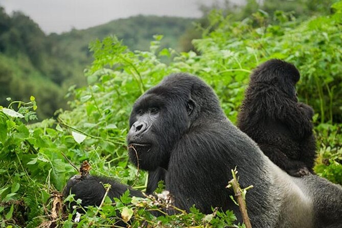 6 Days Uganda Gorilla, Chimps Trekking and Wildlife Safari - Entebbe arrival and the long road west