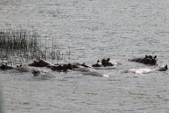 7-Day Murchison Falls, Chimps & Gorilla Trekking - Why this seven-day Uganda route works