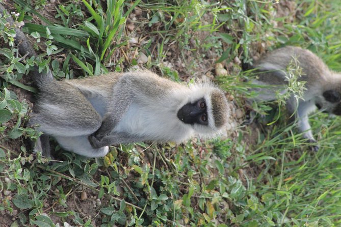 7-Day Murchison Falls, Chimps & Gorilla Trekking - The long road south to Bwindi