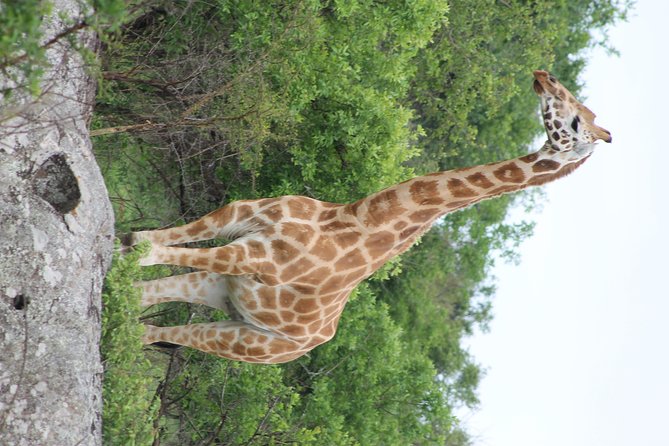 7-Day Murchison Falls, Chimps & Gorilla Trekking - Where the $3,000 price provides value
